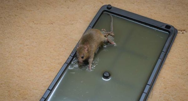 how-to-remove-mouse-trap-glue-from-carpet-2-methods