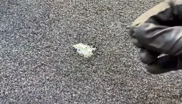 Marshmallow stuck on carpet