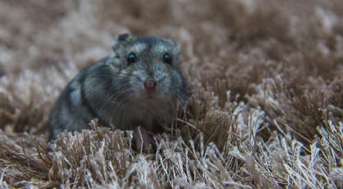 Mousetrap Glue on the Carpet - How to Remove It Safely