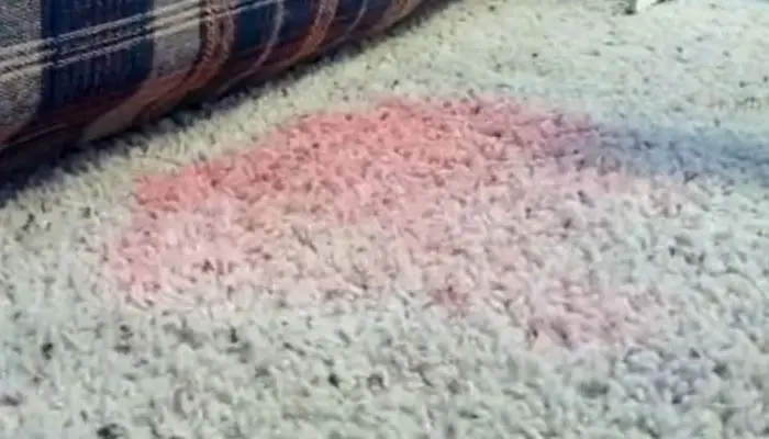 Red Gatorade stain on carpet