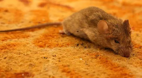 What Causes Mouse Trap Glue on the Carpet