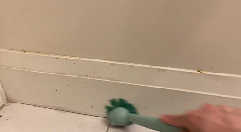 How to Clean Bird Poop off Painted Walls Using Natural Ingredients