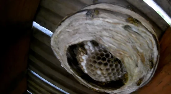 Identify Signs That There Is a Wasp Nest under Your Deck