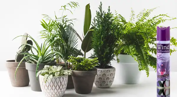 Do Plants Like Air Freshener Diffusers