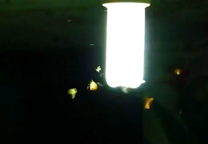 Why are Bugs Attracted to Light