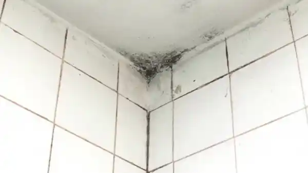 Kill mold on bathroom ceiling