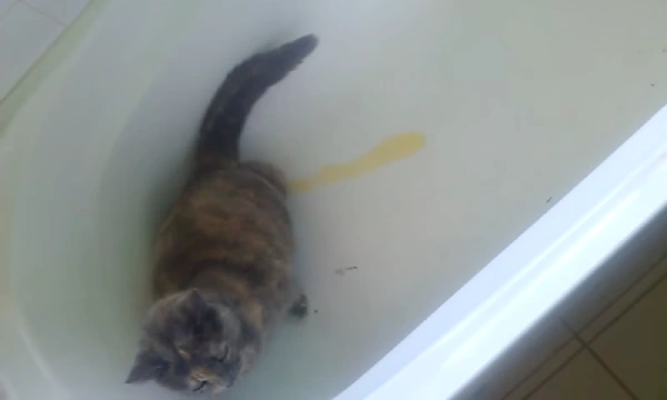 Why Is My Cat Peeing In My Bathtub