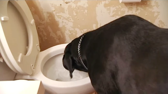 Does drinking toilet water pose a risk to dogs