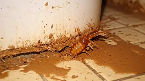 How to Get Rid of Termites in Bathroom: Five Methods