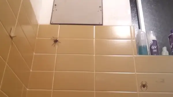 What kind of spiders live in the bathroom