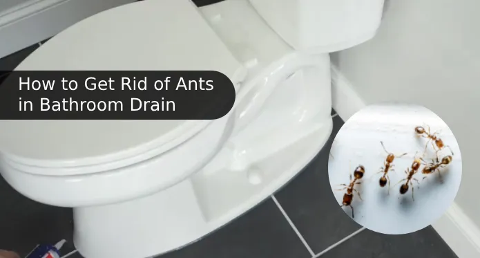 how to get rid of ants in bathroom drain