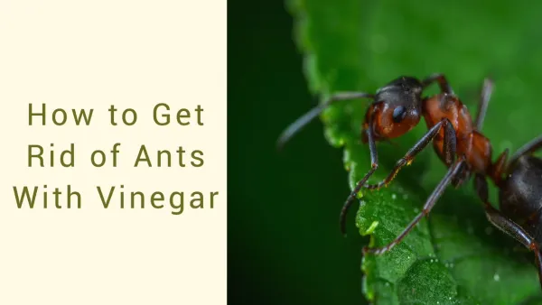 How long will vinegar keep ants away