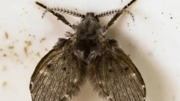 Why Do Drain Flies Keep Coming Back--Reasons to Think 
